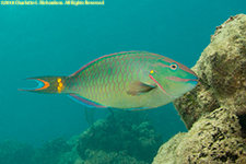 stoplight parrotfish